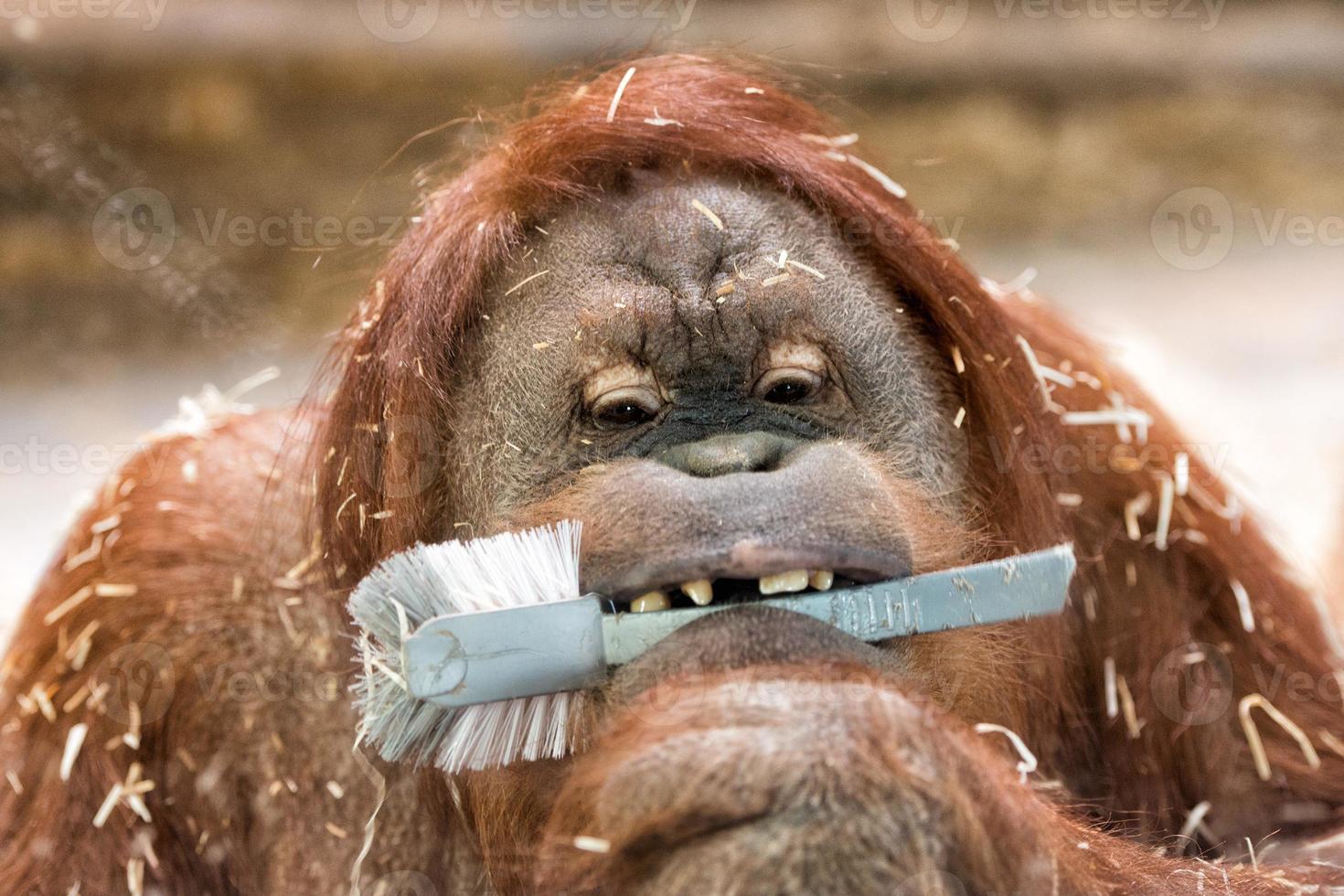 singe orang-outan portrait en gros plan photo