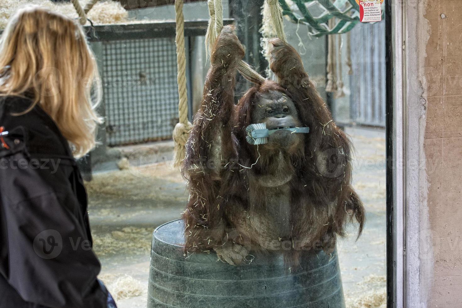 Singe orang-outan portrait en gros plan au zoo photo