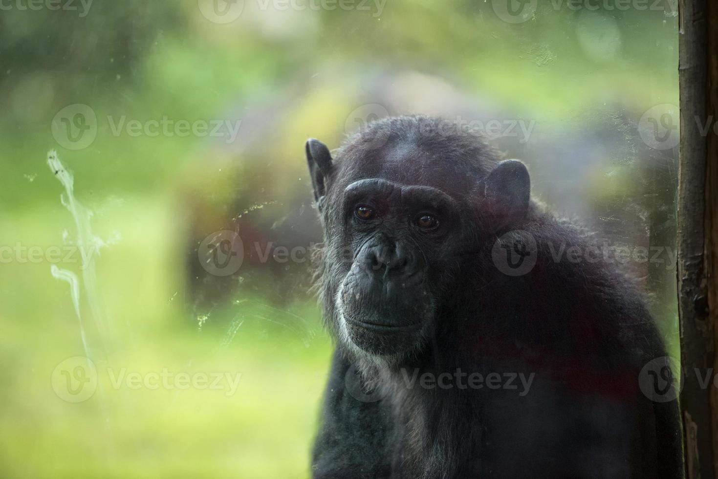 singe chimpanzé singe après un verre photo