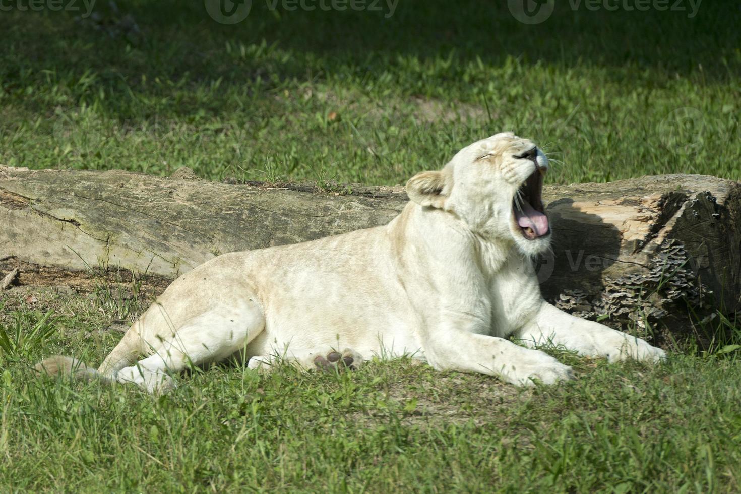 lionne blanche photo