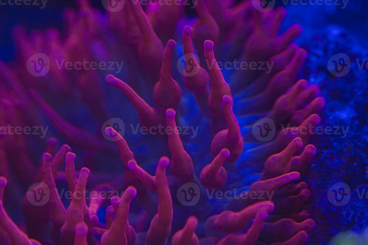 macro de coraux durs sur la lumière de plongée de nuit photo
