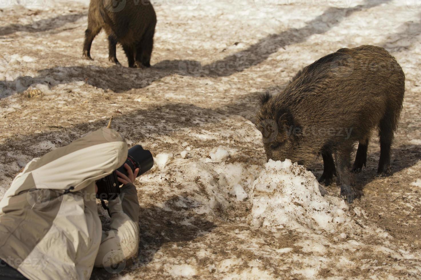 une photographe avec sauvage porc sur le neige Contexte photo