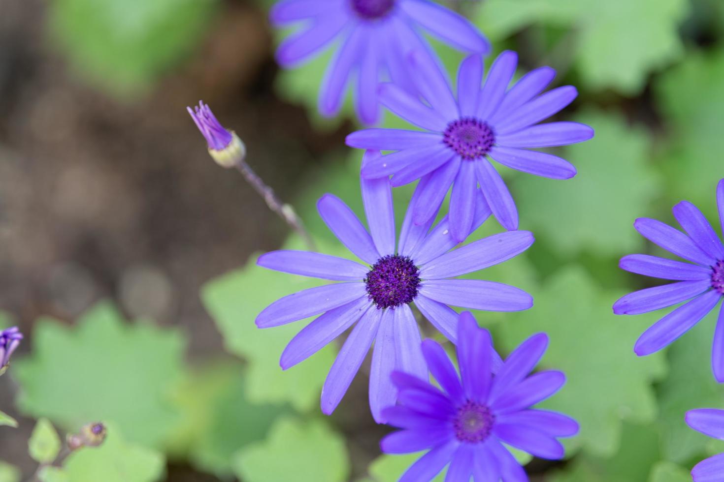 fleur à saint louis photo