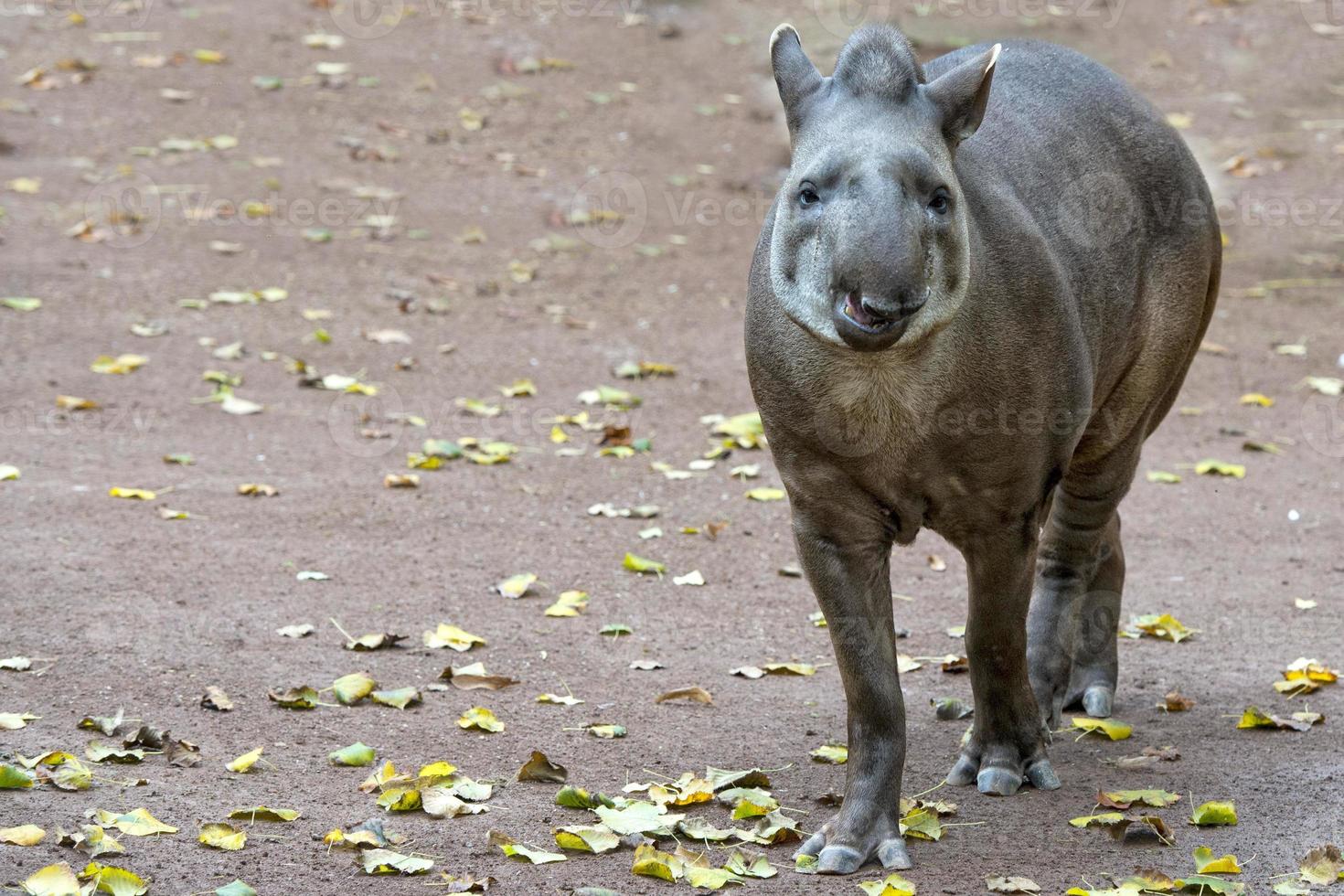 portrait de tapir en vous regardant photo