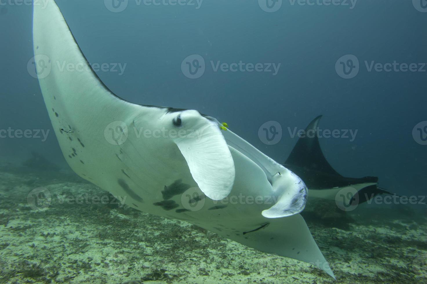 manta gros plan portrait sous l'eau photo