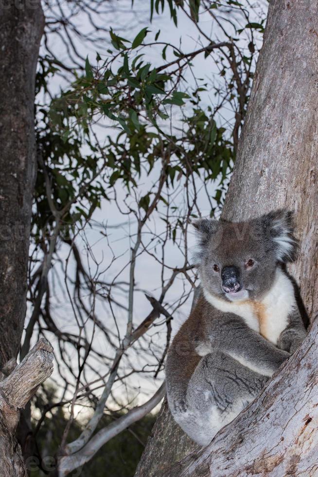 koala sauvage sur un arbre en vous regardant photo