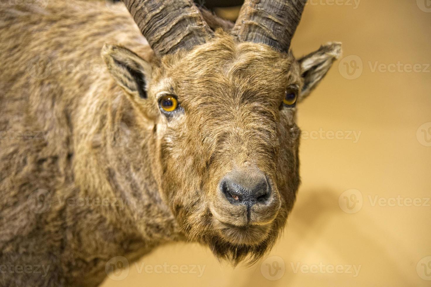 cerf chamois dans le fond des rochers photo