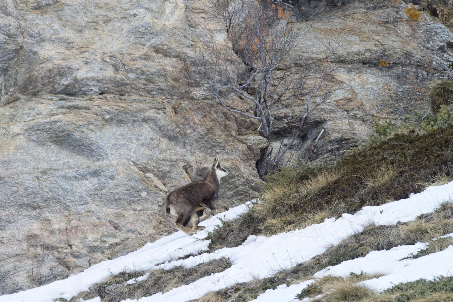 cerf chamois dans le fond des rochers photo