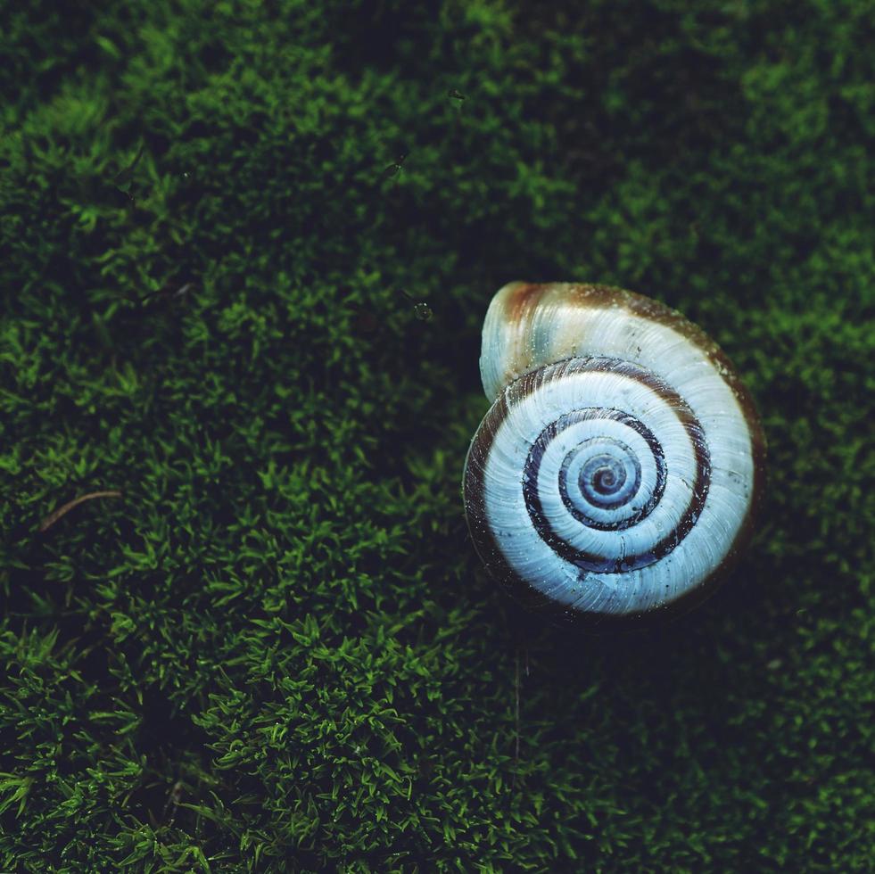 un escargot blanc dans la nature photo