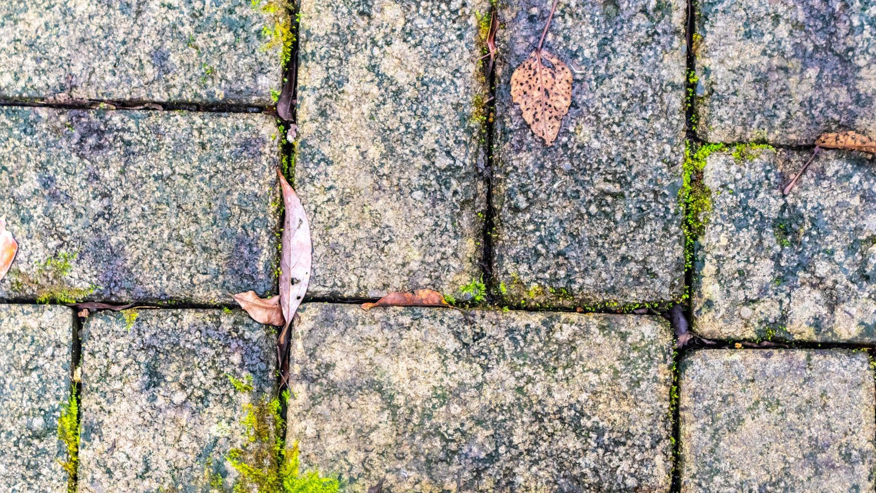 pavé avec des feuilles d'automne en arrière-plan photo