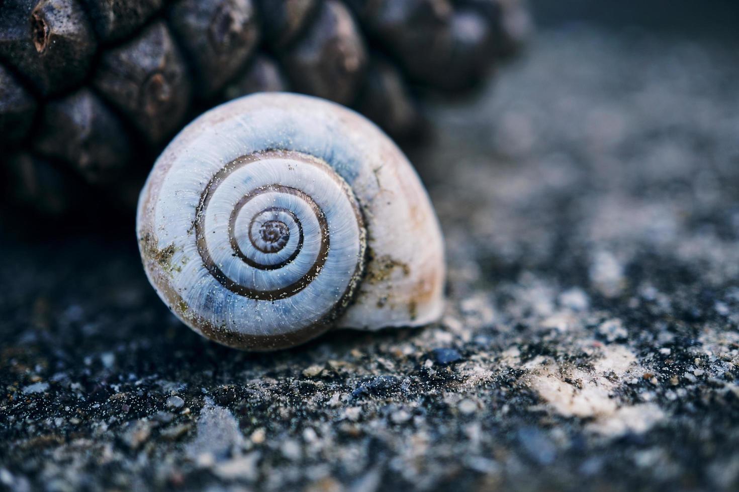 un escargot blanc dans la nature photo