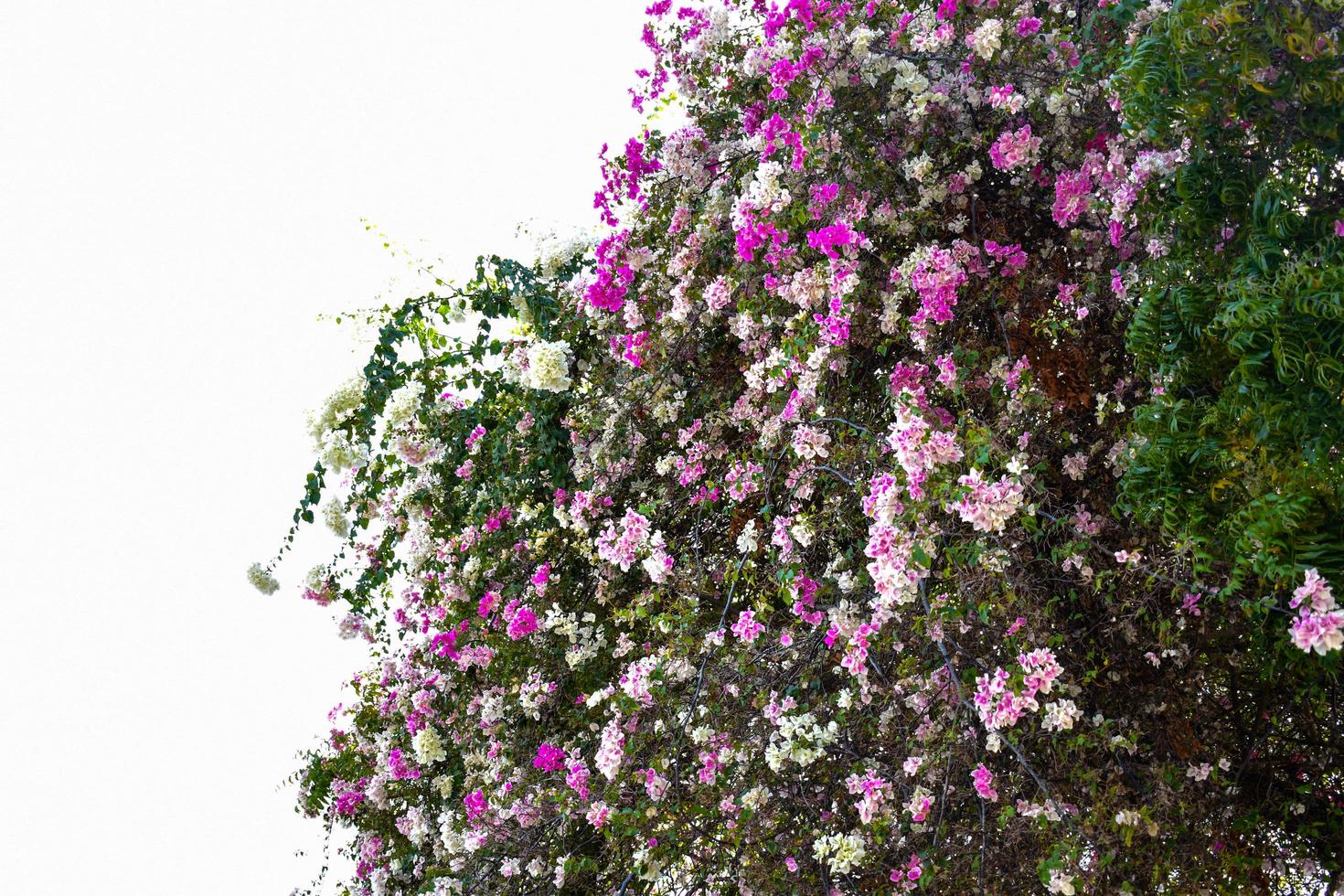 arbre avec lumière du jour ciel photo