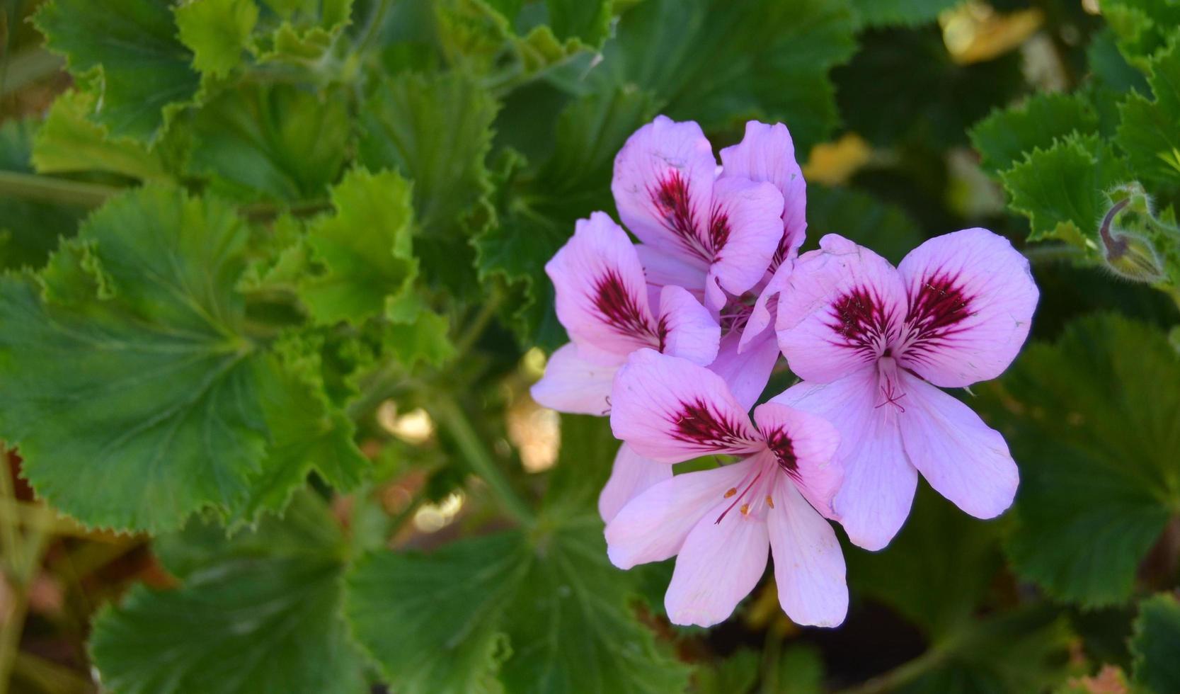 fleurs roses dans un jardin photo