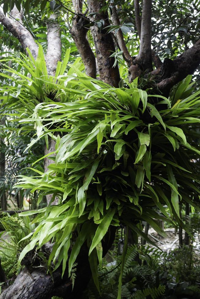 plantes vertes dans un jardin tropical photo