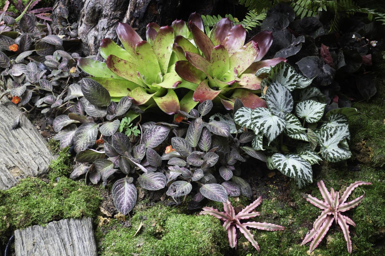 plantes vertes dans un jardin tropical photo