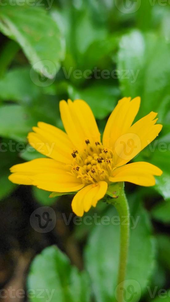 épanouissement Jaune fleur mignonne floral herbe Contexte photo