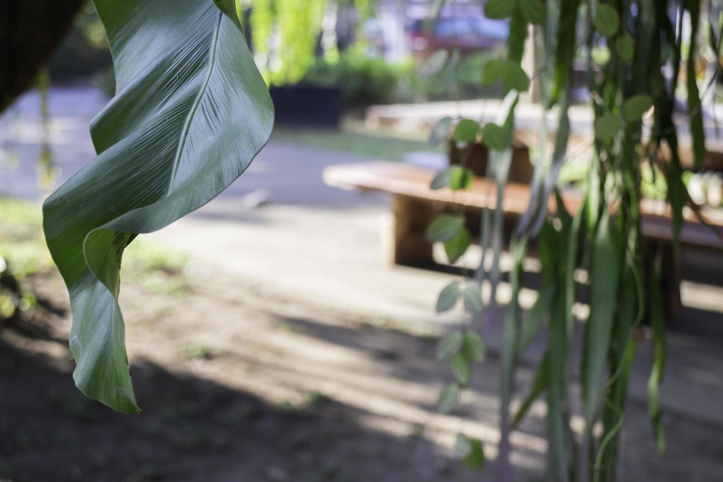 feuille de bananier vert avec fond flou photo