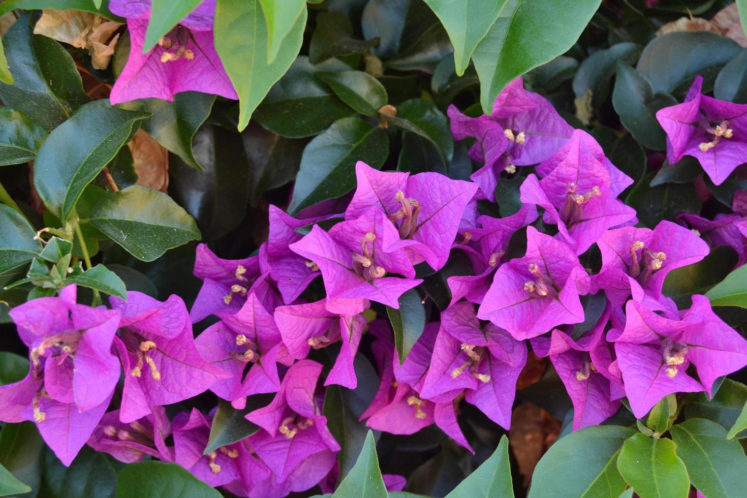 Petites fleurs violettes de boungainvilliers dans le jardin photo