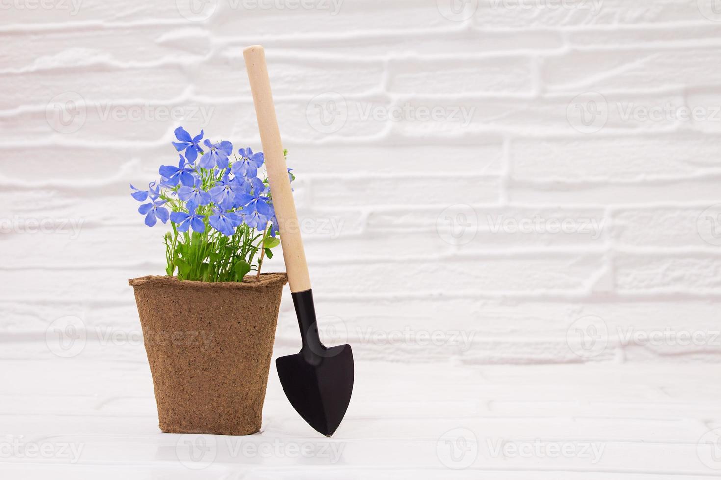 respectueux de la nature biologique tourbe pot avec lobélie fleur avec bêche sur blanc table Contexte. concept de jardinage, plantation. copie espace photo