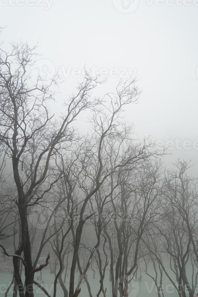 magnifique spectacle de Dénudé des arbres contre le rigide blanc toile de fond de kawah putih ciwidey bandung Ouest Java Indonésie. photo