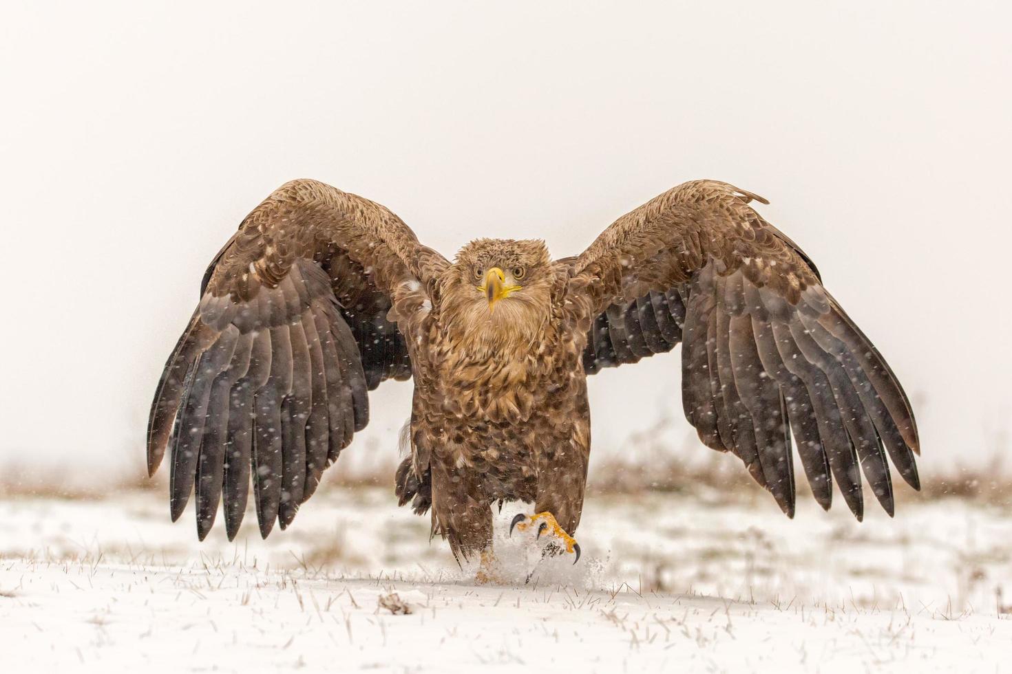 Pygargue à queue blanche déployant des ailes dans la neige photo