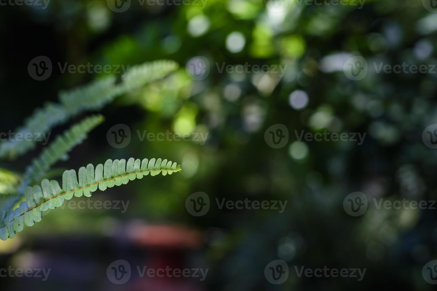 fougère feuilles grandir dans le jardin. flou vert écologique paysage formant Naturel mur photo