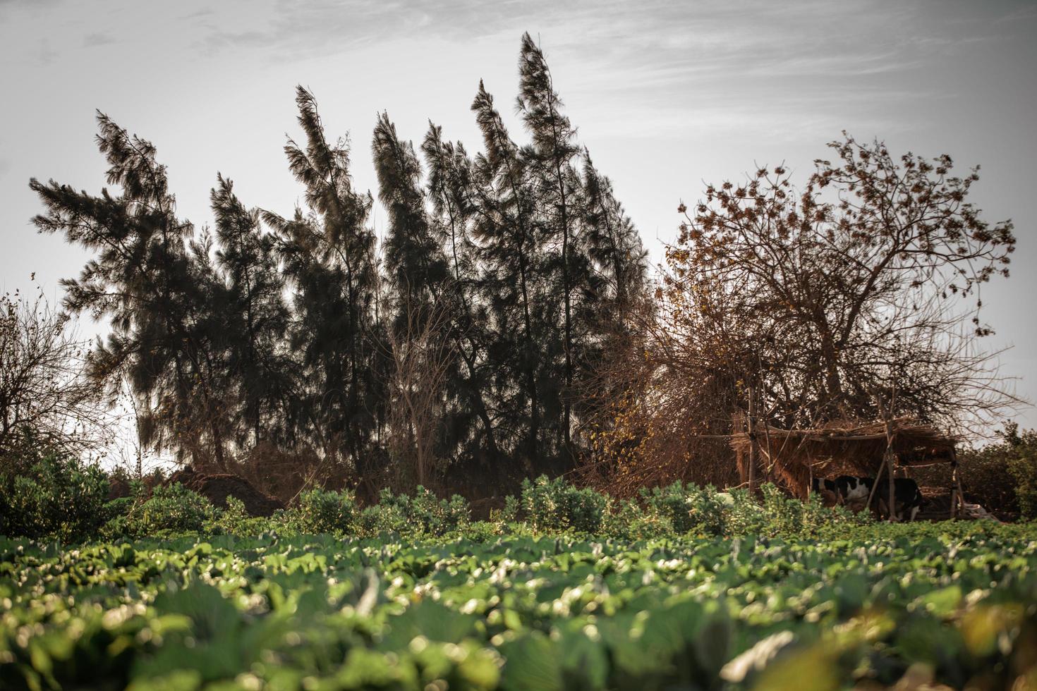 un paysage de campagne en egypte photo