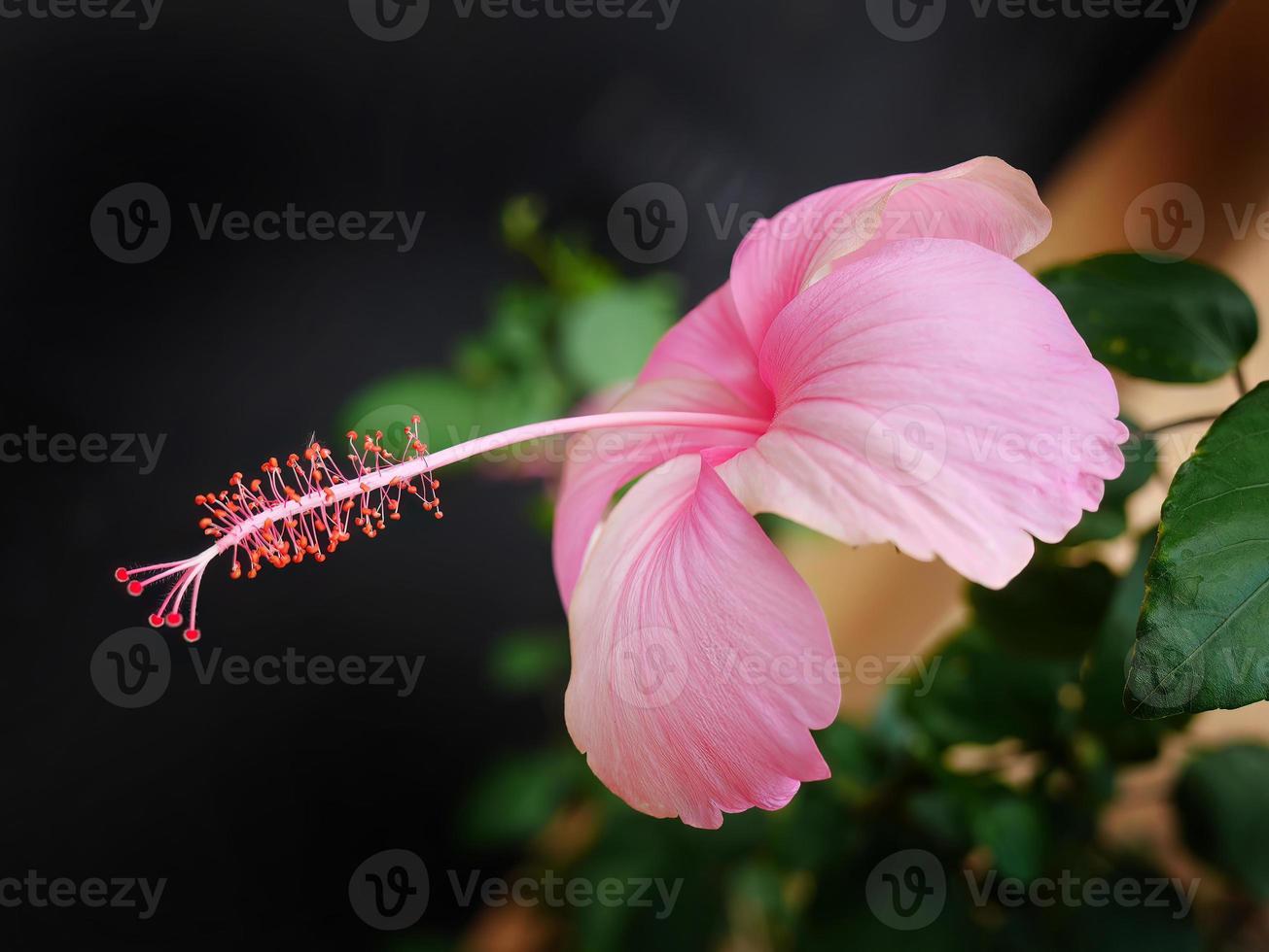 côté vue de rose hibiscus fleur avec pollen dans foncé arrière-plan, sélectif se concentrer, proche en haut, tropical Rose hibiscus fleur photo