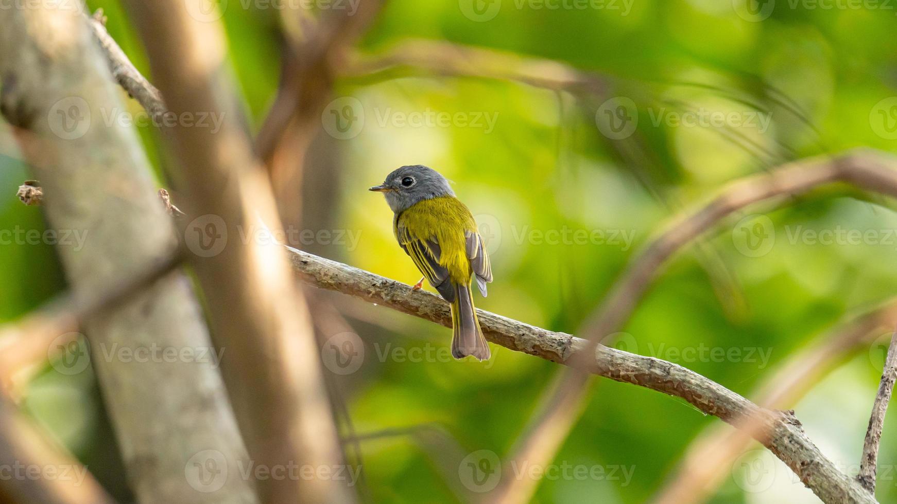 à tête grise canari-moucherolle perché sur arbre photo