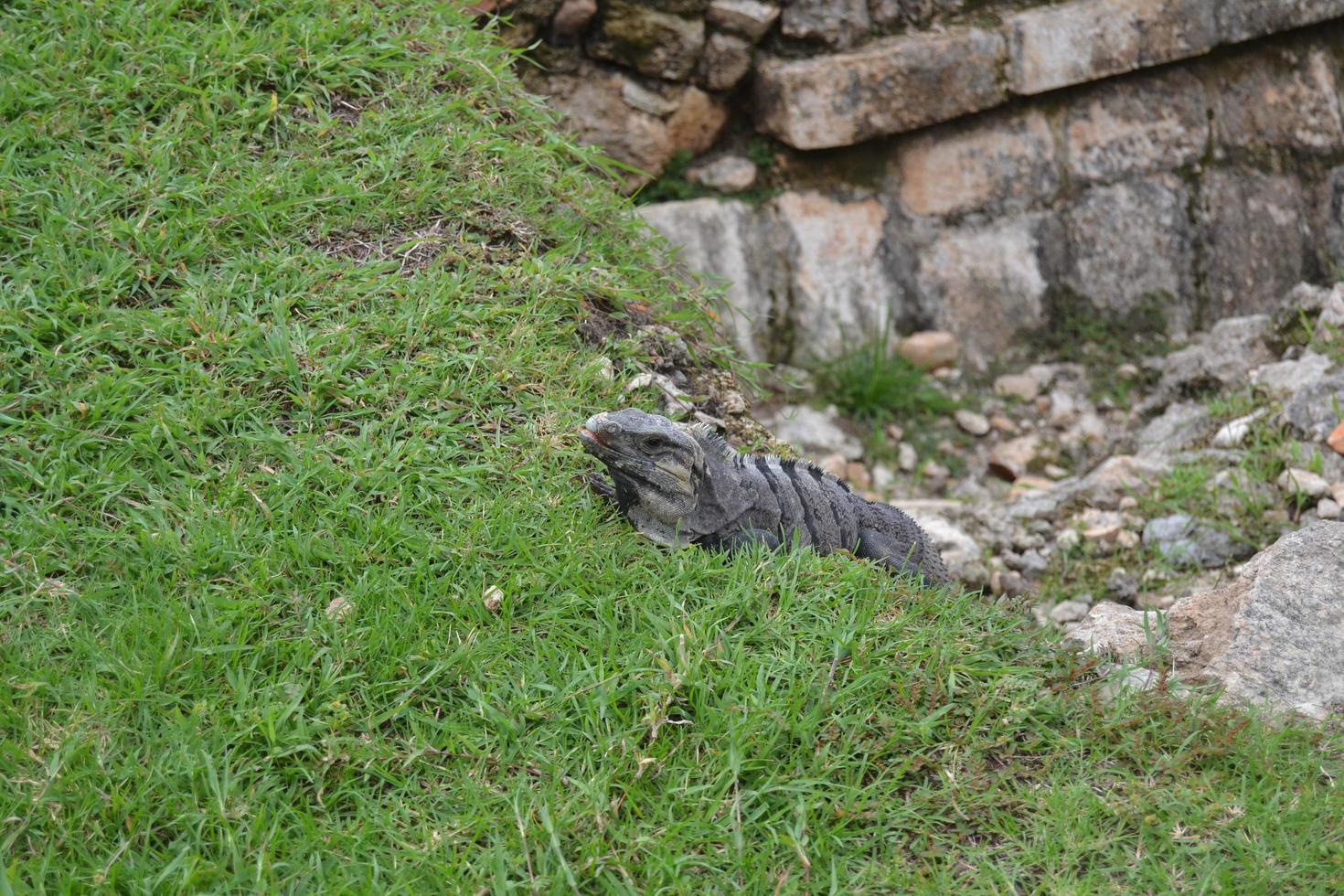 bel iguane dans la jungle du mexique photo