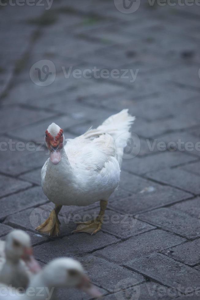 gros plan de promenades de canard blanc sur des dalles de pavage. petit canard blanc pur avec une tache rouge autour des yeux marchant calmement sur une rue pavée par une chaude journée d'hiver ensoleillée. mise au point sélective. photo