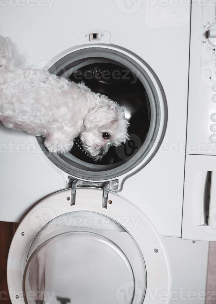 mignon petit chien blanc regardant en arrière par machine à laver. photo