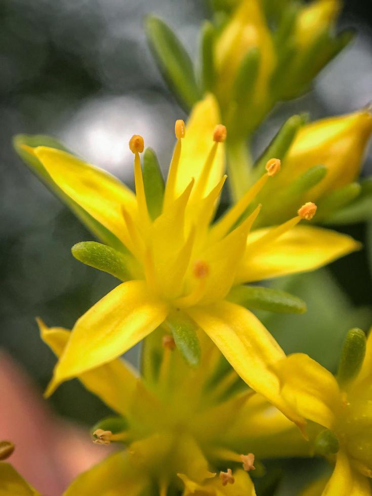 jonquilles jaunes en fleurs pendant la journée photo