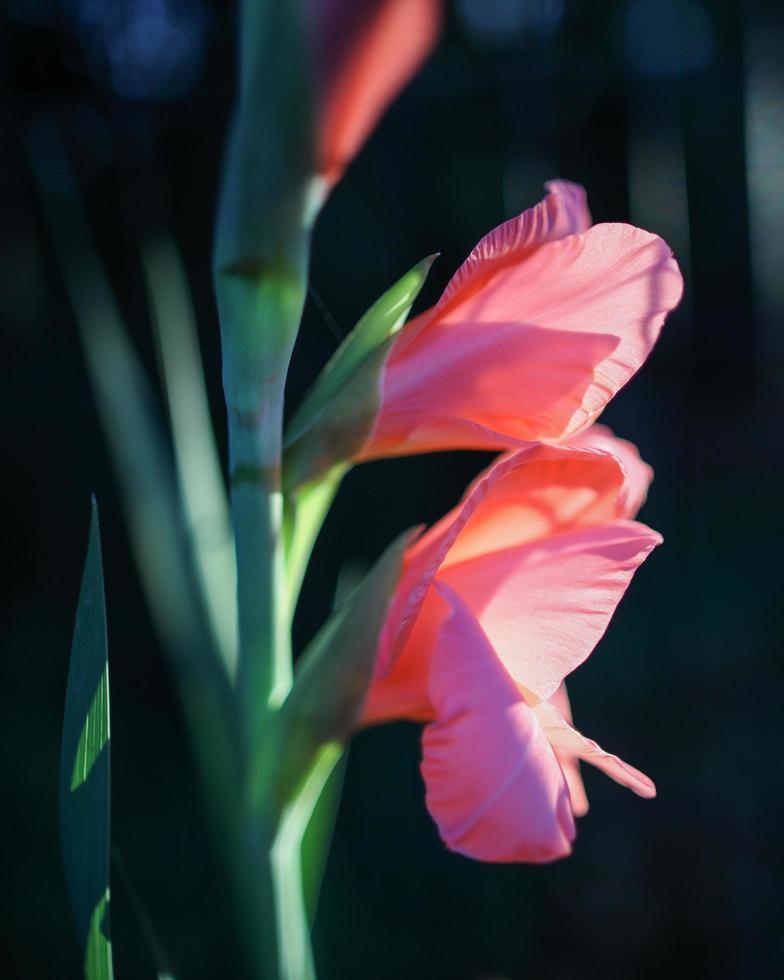 fleur rose dans l'objectif tilt shift photo