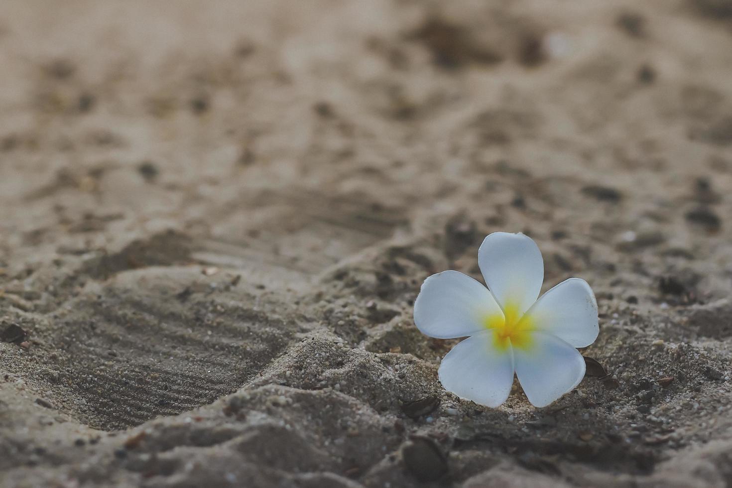 fond de sable de mer et fleur blanche photo