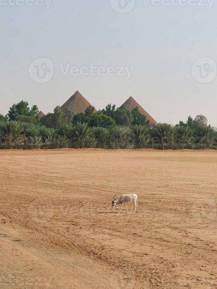 gazelle dans nofa faune parc réserve photo