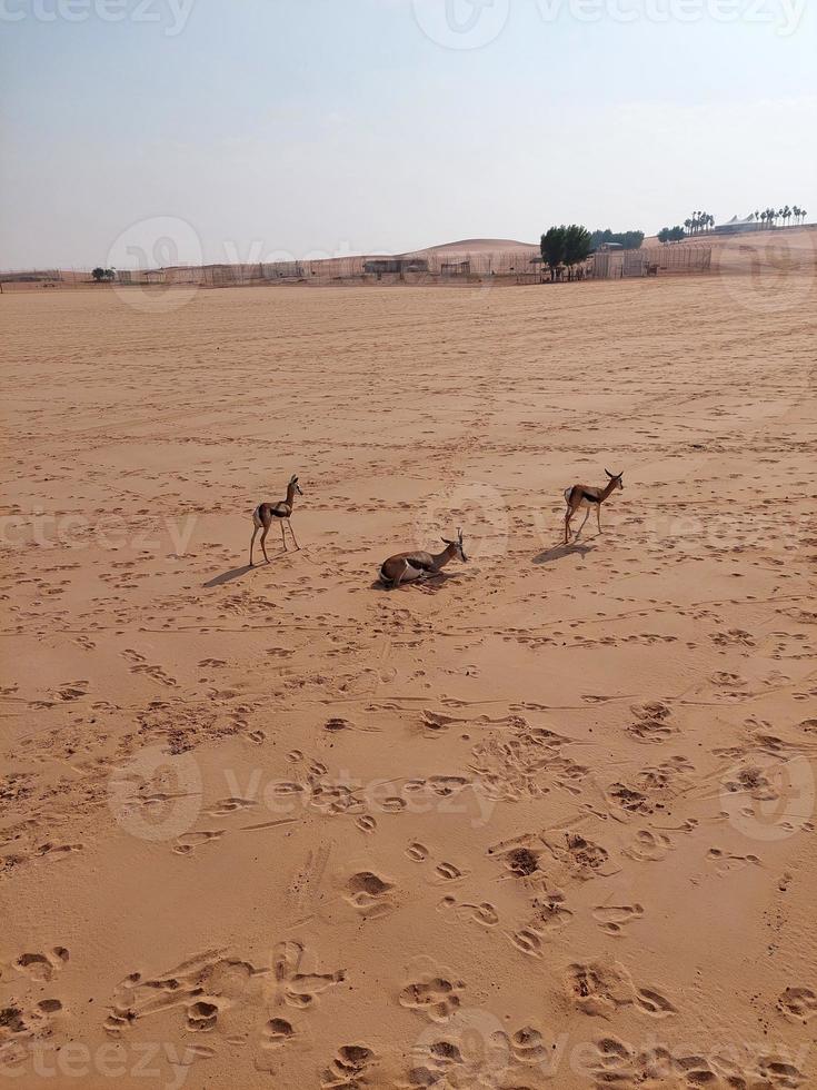 gazelle dans nofa faune parc réserve photo