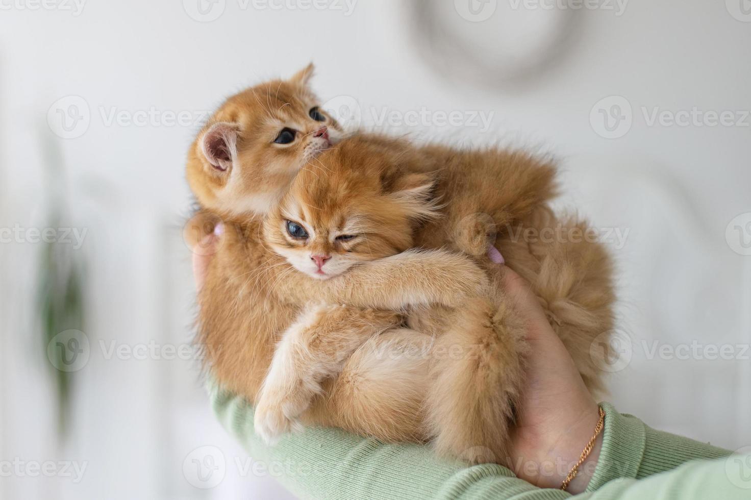 deux Britanique chatons sont étreindre dans leur bras photo