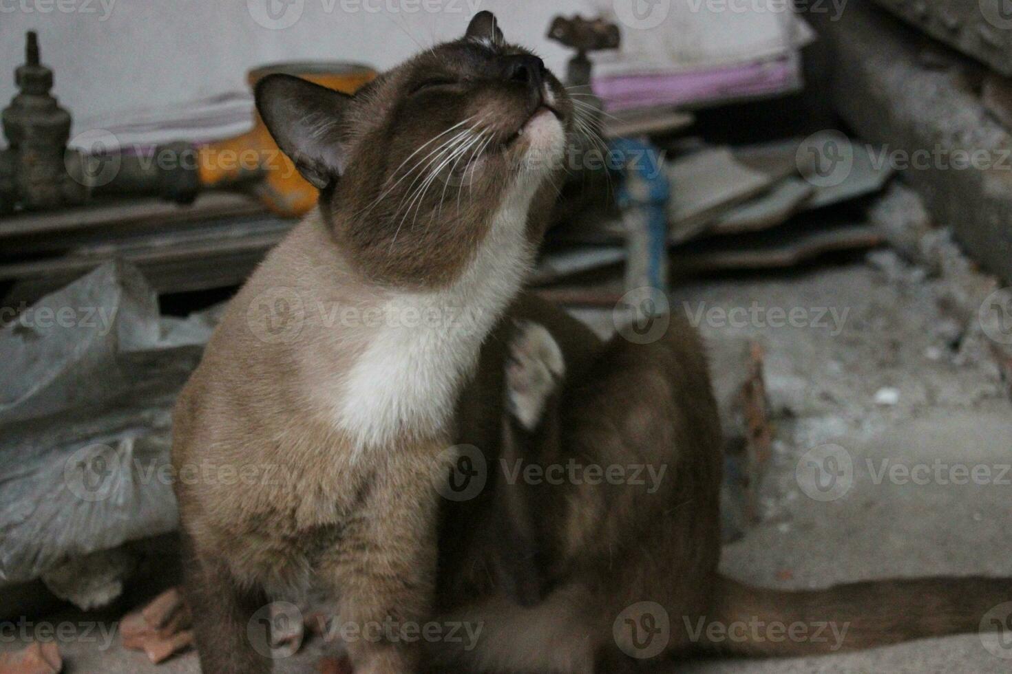 mensonge vers le bas Regardez tout droit foncé marron égarer chat sur le sol sol photo