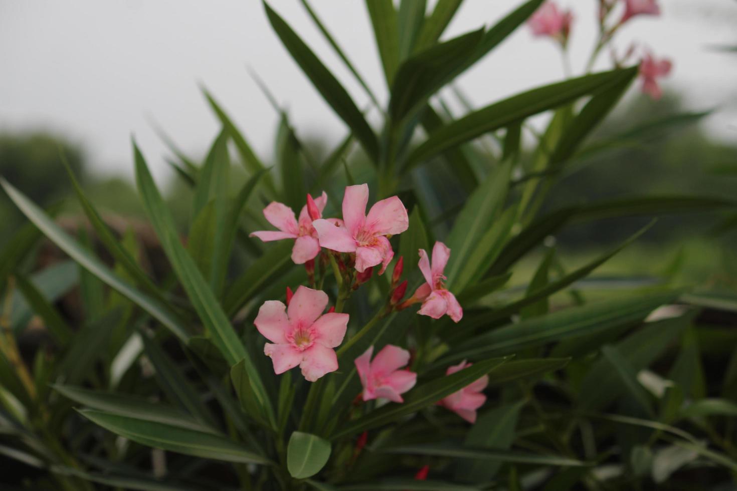 fleurs dans Indien village photo