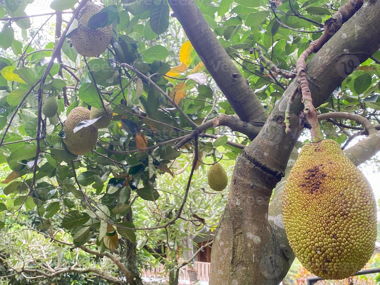 mûr jacquier sur le arbre. jack fruit ou appelé nangka est tropical fruit cette goût sucré photo