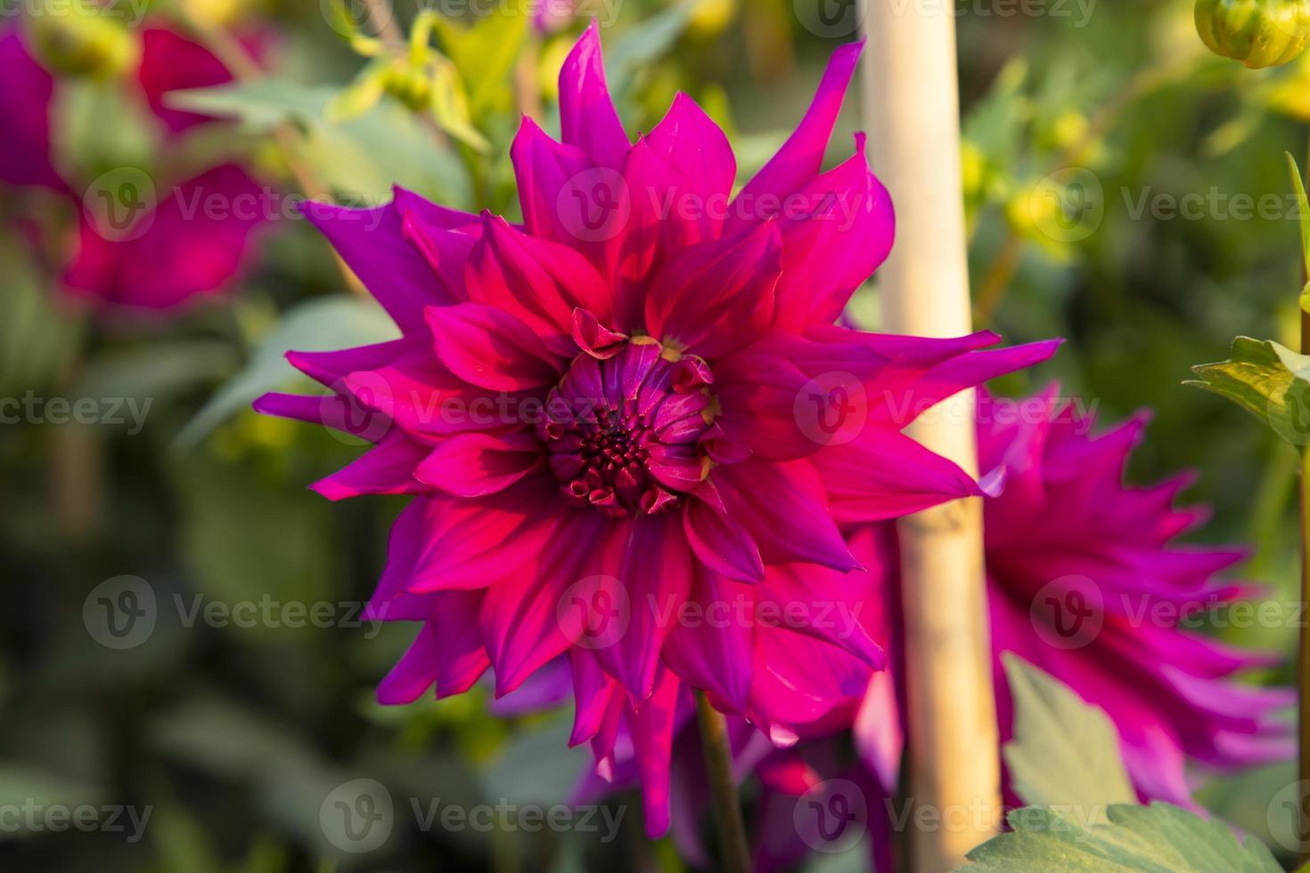 magnifique épanouissement coloré dahlia fleur dans le jardin arbre photo