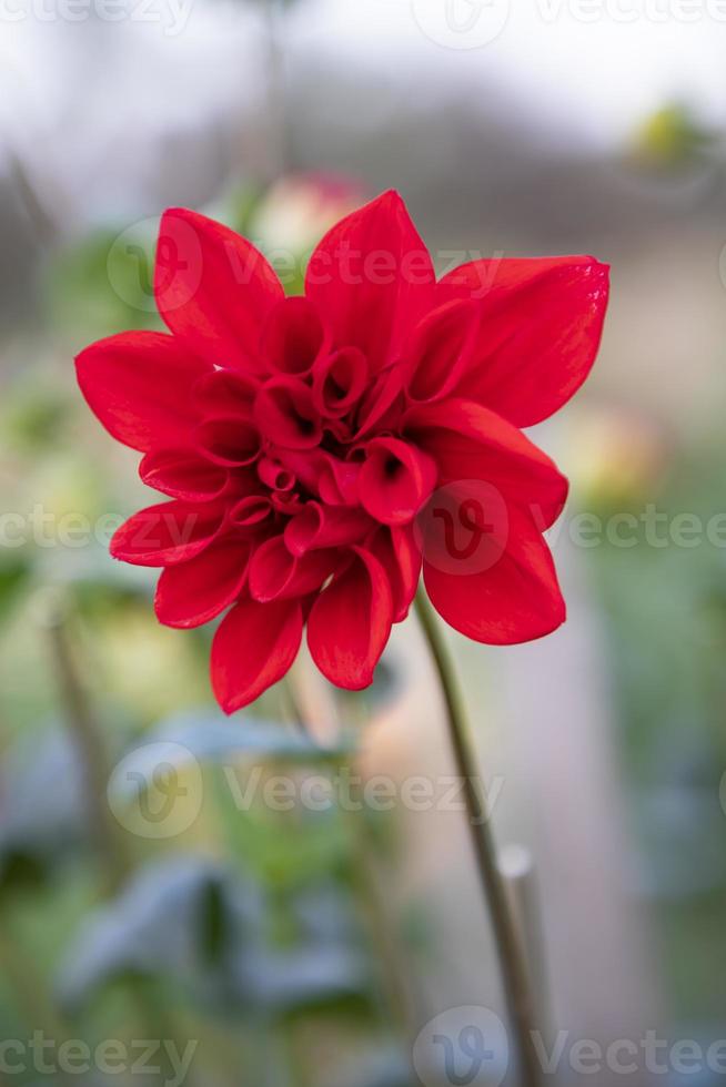 magnifique épanouissement coloré dahlia fleur dans le jardin arbre photo