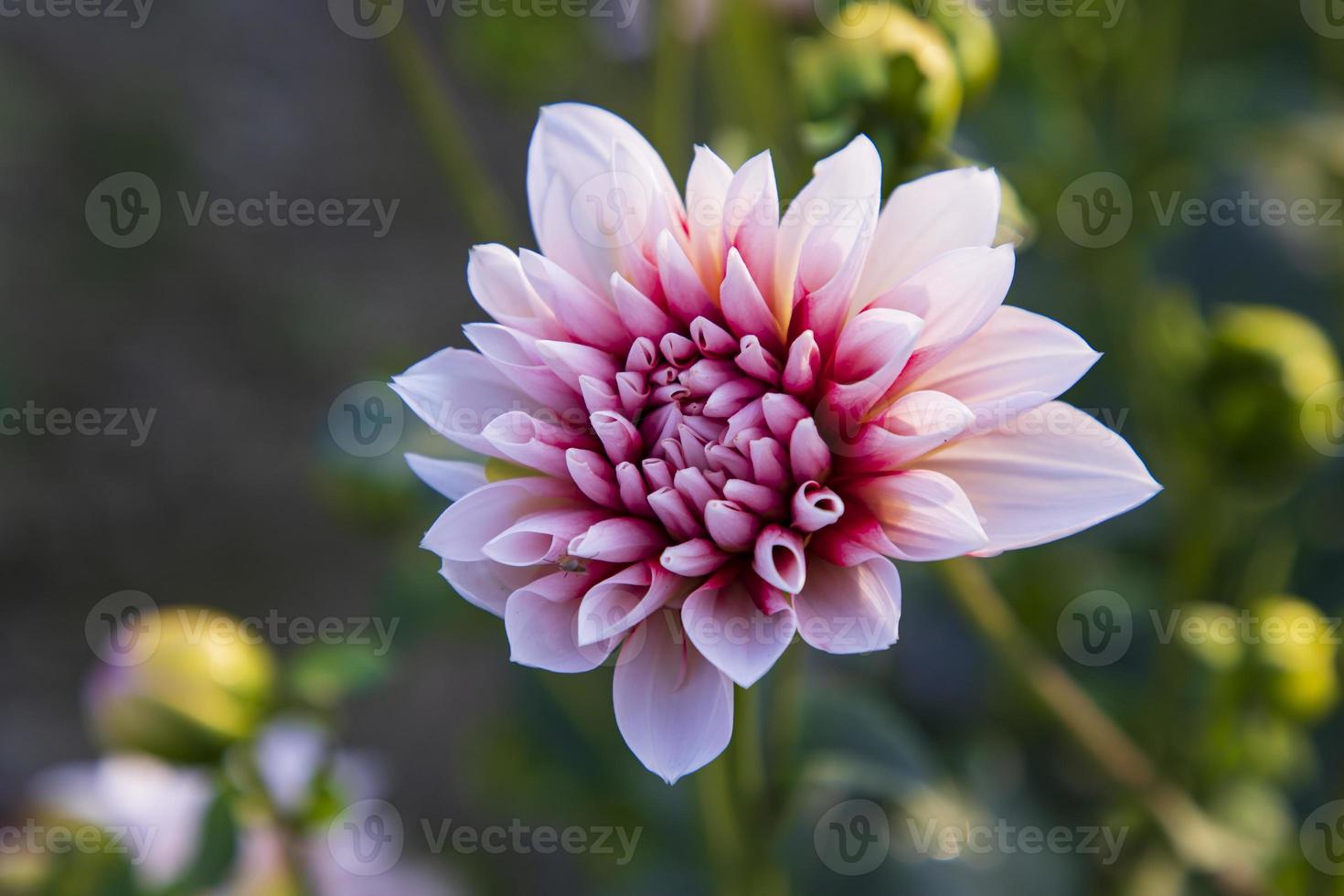 magnifique épanouissement rose dahlia fleur dans le jardin arbre photo