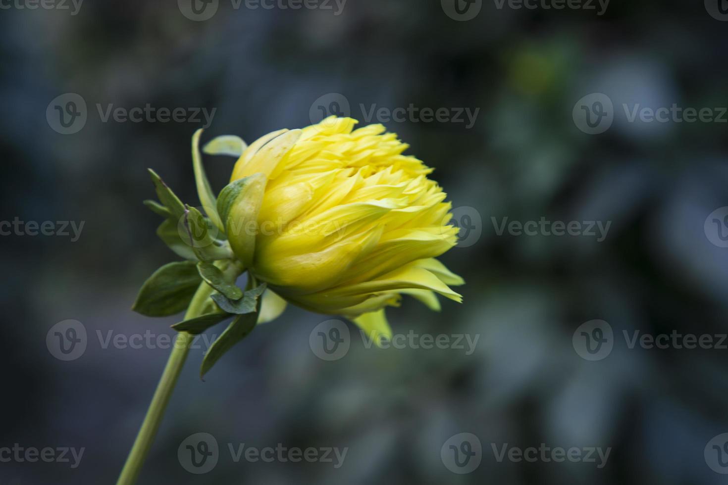 magnifique Jaune dahlia fleur bourgeon avec une floue Contexte dans le jardin arbre photo