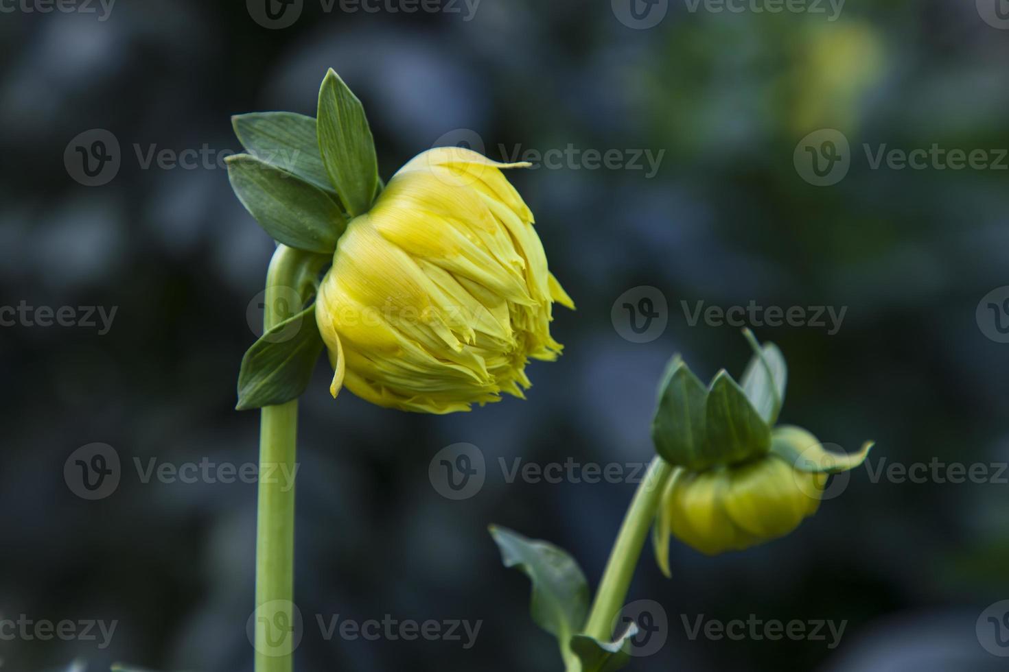 magnifique Jaune dahlia fleur bourgeon avec une floue Contexte dans le jardin arbre photo