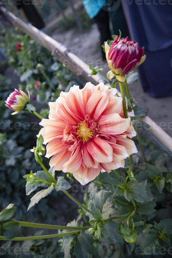 magnifique épanouissement coloré dahlia fleur dans le jardin arbre photo