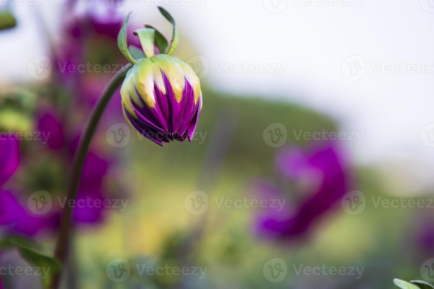 magnifique rose dahlia fleur bourgeon avec une floue Contexte dans le jardin arbre photo