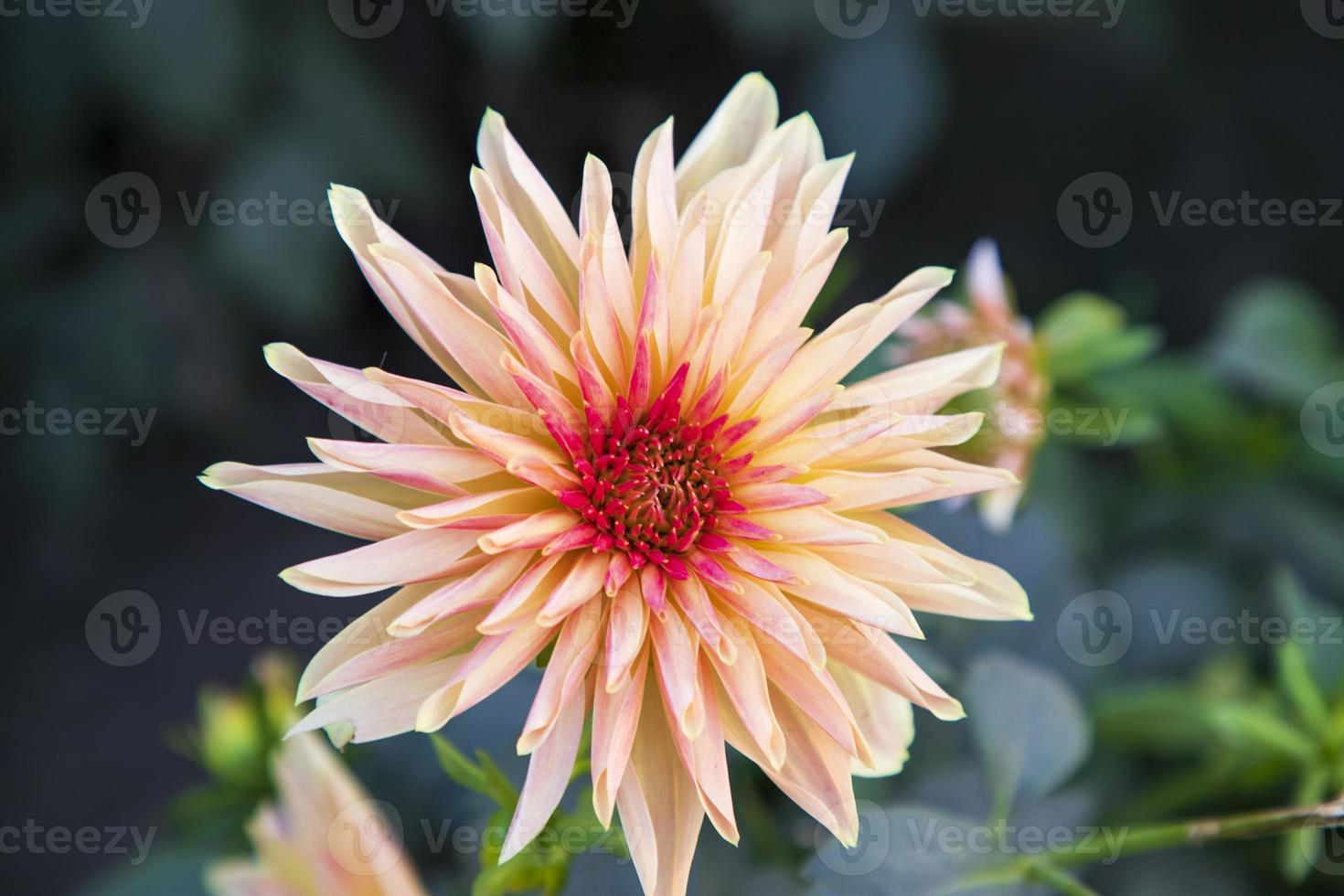 magnifique épanouissement coloré dahlia fleur dans le jardin arbre photo