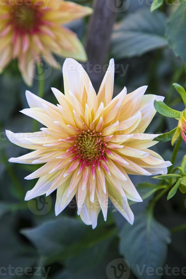 magnifique épanouissement coloré dahlia fleur dans le jardin arbre photo